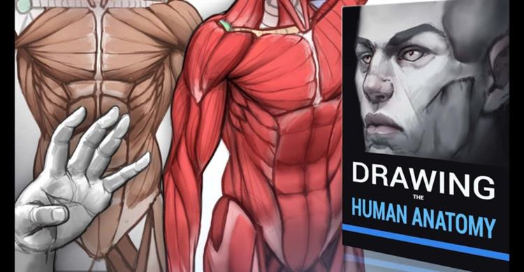 دوره راهنمای کامل ترسیم آناتومی انسان